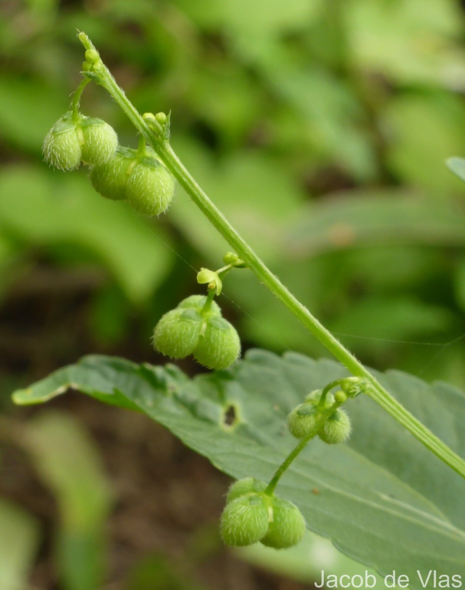 Micrococca mercurialis (L.) Benth.
